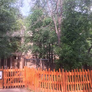 Mountain tapir exhibit