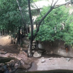 Mountain tapir exhibit