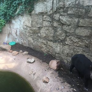 Mountain tapir exhibit