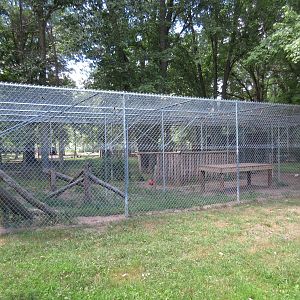 Eurasian Lynx Exhibit