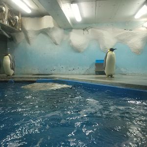 Nanjing Underwater World - Emperor Penguins
