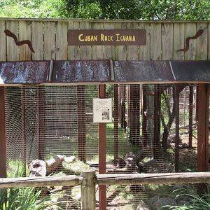 Cuban Rock Iguana Exhibit