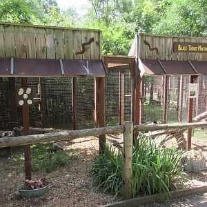 Black-throated Monitor Exhibits