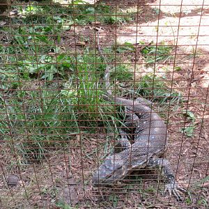 Black-throated Monitor