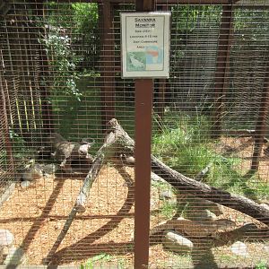 Savanna Monitor Exhibit