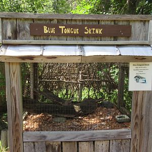 Blue-tongue Skink Exhibit