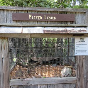 Sudan Plated Lizard Exhibit