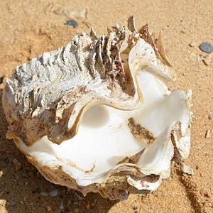 Clam shell on beach, Fiji