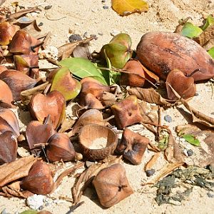 Ficus seeds+ coconuts, Fiji beach