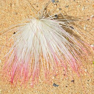 Ficus flower on Fijian beach