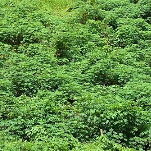 Tapioca plants, Fiji