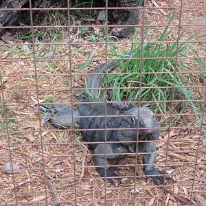 Hybrid Grand Cayman Blue Iguana
