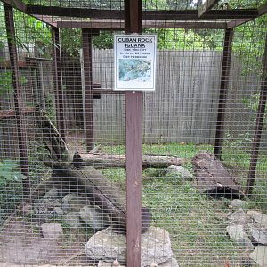 Cuban Rock Iguana Exhibit