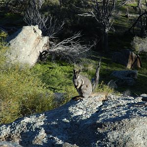 Black-footed Rock-wallaby (Petrogale lateralis lateralis)