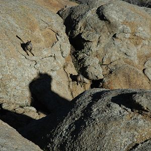 Black-footed Rock-wallabies (Petrogale lateralis lateralis)