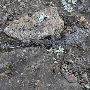 Ornate Crevice Dragon (Ctenophorus ornatus)