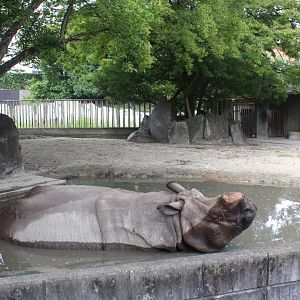 Indian rhino
