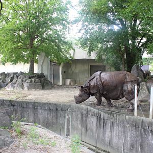 Indian rhino