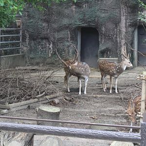 Axis deer