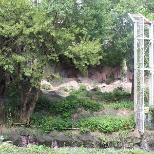 African lion in its exhibit