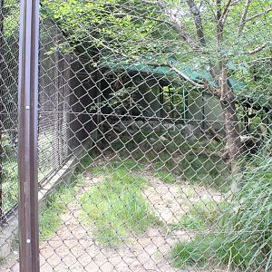 Japanese serow exhibit