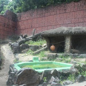 Sun bear exhibit