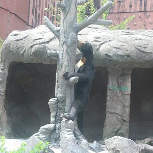 Sun bear