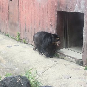 Spectacled bear