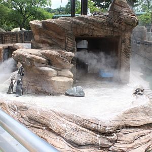 Penguin exhibit