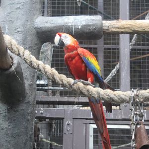 Scarlet macaw