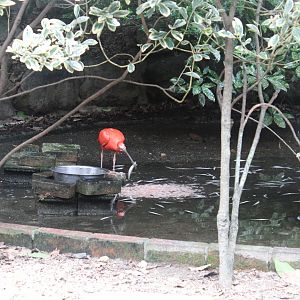 Scarlet ibis eating fish