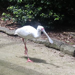African spoonbill