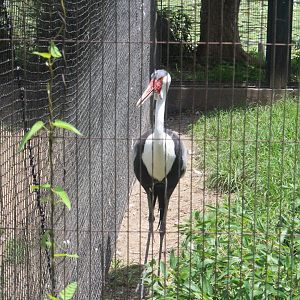 Wattled crane