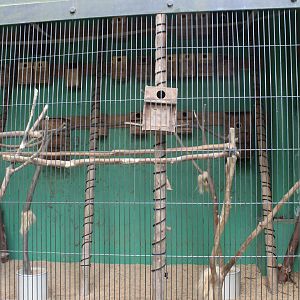 Exhibit for Japanese squirrel