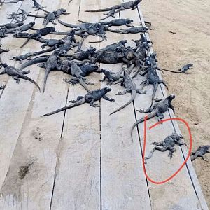 Marine Iguana Breeding Center