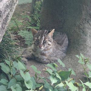 Tsushima leopard cat