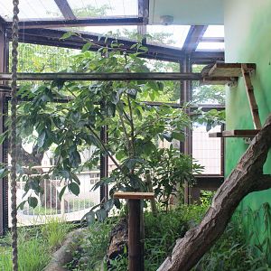 Tsushima leopard cat exhibit