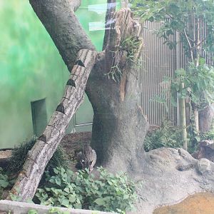 Tsushima leopard cat exhibit