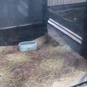 Tsushima large Japanese field mouse