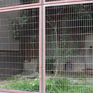 Exhibit for fennec fox