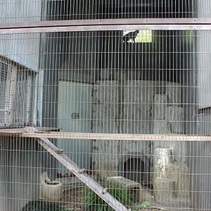 Exhibit for pallas's cat