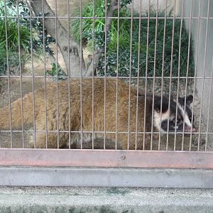 Masked palm civet
