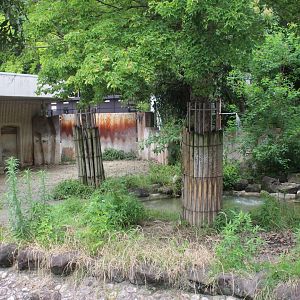 Malayan tapir exhibit