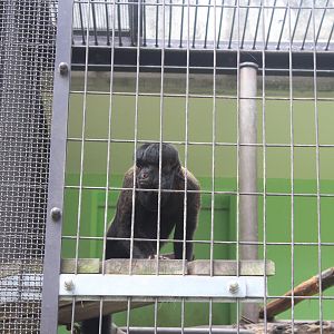 Red-backed bearded saki