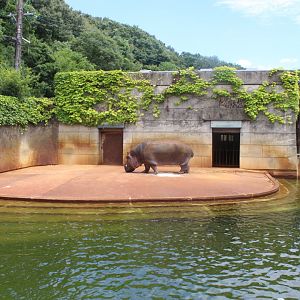 Common hippo