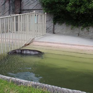Pygmy hippo