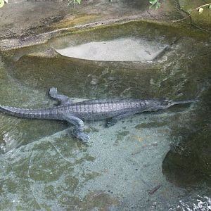 Indian gharial