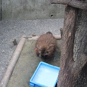 North american porcupine