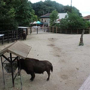 Bison exhibit