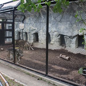 Smaller wolf exhibit